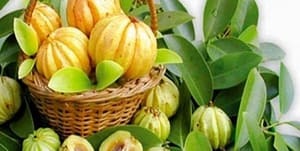 garcinia-cambogia fruits